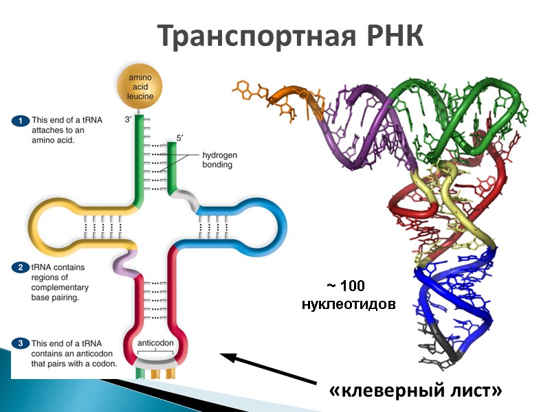 «клеверный лист» Транспортная РНК       ~ 100 нуклеотидов